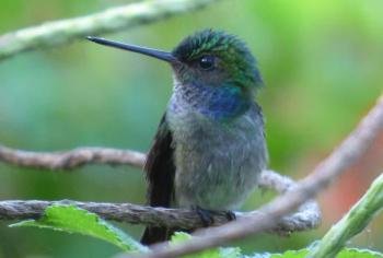 Lowland Bird Watching 5 hours, South Pacific, Costa Rica
